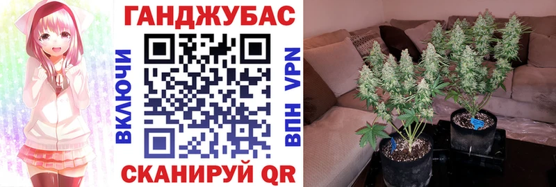 Канабис семена МЕГА Приволжск даркнет сайт
